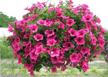 Петунія — з насіння, сурфінія — з живців