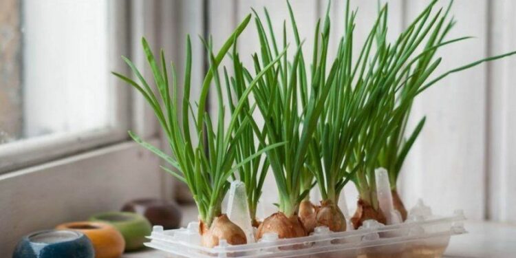 Цибуля на перо