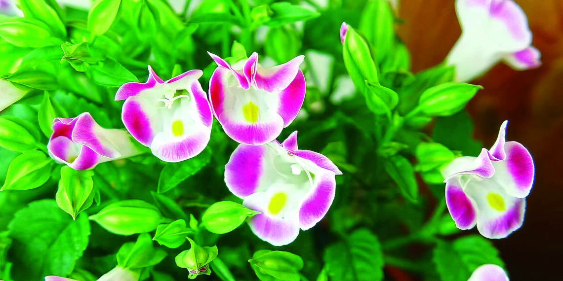 Торенія здивує цвітом