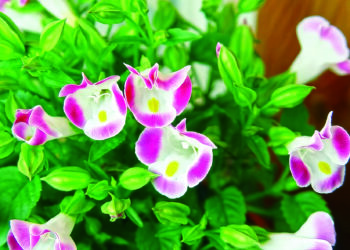 Торенія здивує цвітом