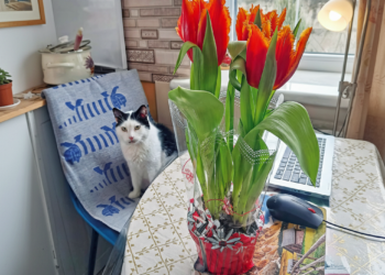 Не в смітник, а знов на клумбу