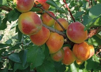 Чому не родять абрикоси