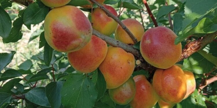 Чому не родять абрикоси