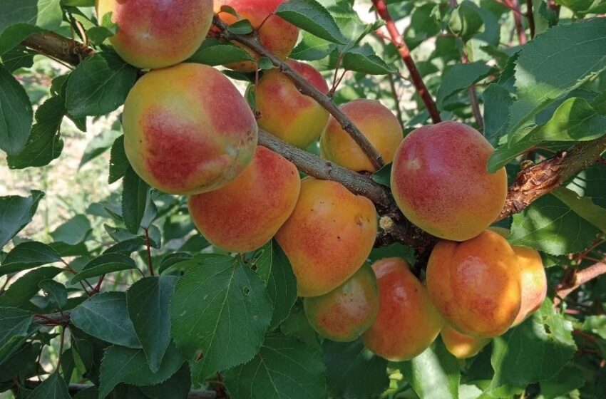 Чому не родять абрикоси