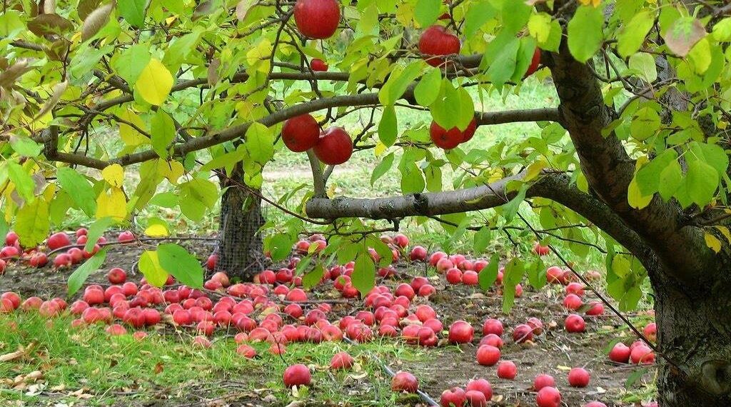 Деревам потрібен простір