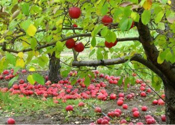 Деревам потрібен простір