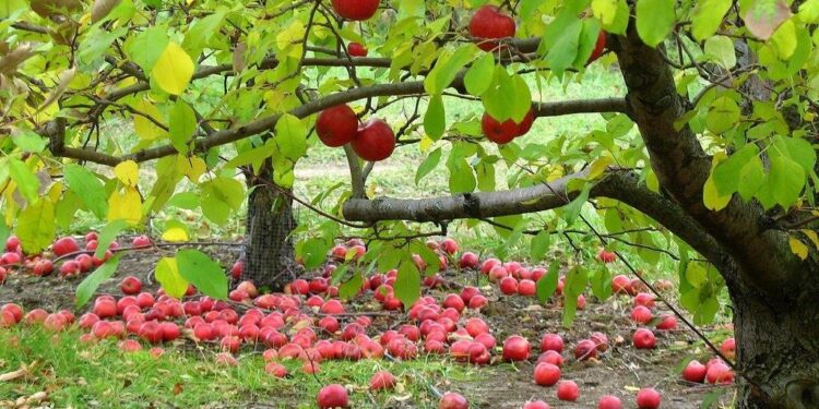 Деревам потрібен простір