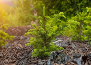 Хвойним — «лісові» умови