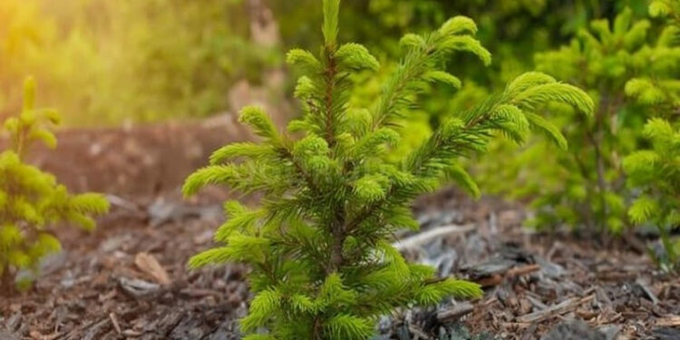 Хвойним — «лісові» умови