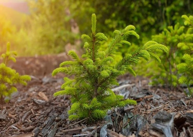 Хвойним — «лісові» умови