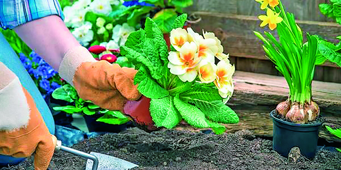 Квітень на городі, в саду та квітнику