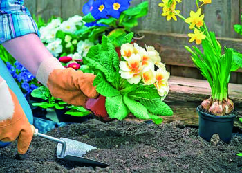 Квітень на городі, в саду та квітнику