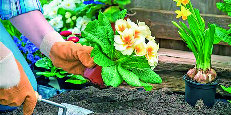 Квітень на городі, в саду та квітнику