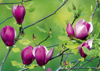 Магнолії дайте спокій
