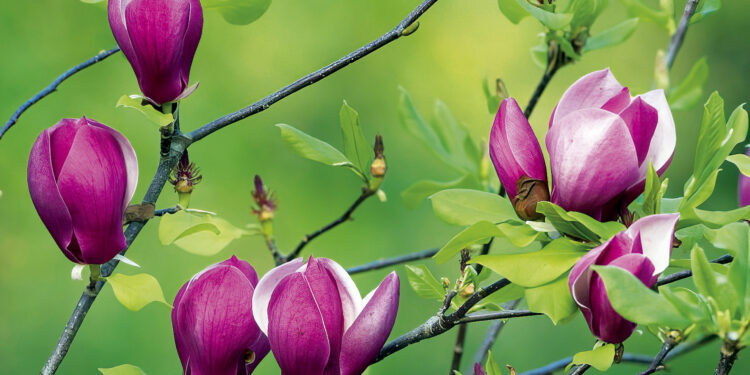 Магнолії дайте спокій