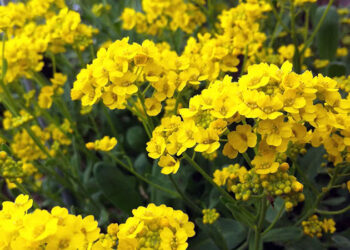 Медовий аромат алісуму