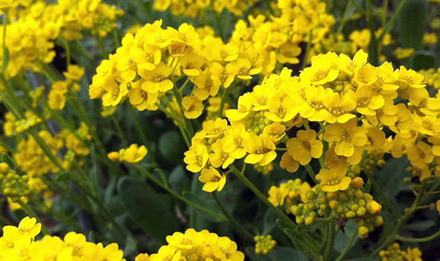 Медовий аромат алісуму