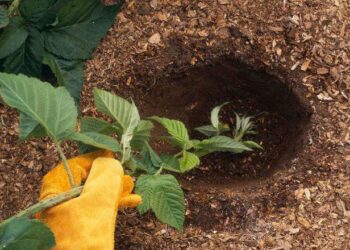 Ожина розмножилась… сама