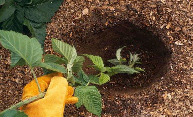 Ожина розмножилась… сама