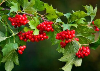 Природна аптека на обійсті