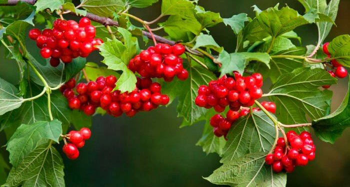 Природна аптека на обійсті