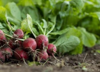 Чому редиска дерев’яниста