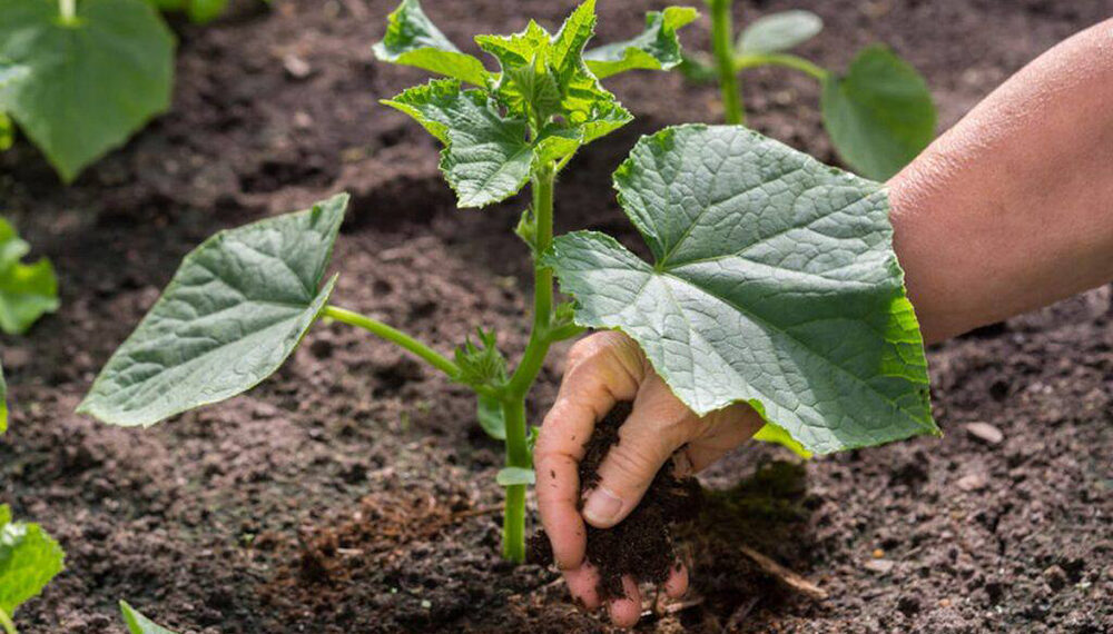 Розсада огірків сусідства не любить