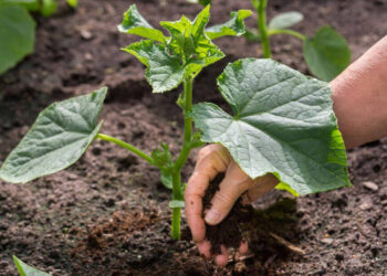 Розсада огірків сусідства не любить