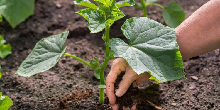 Розсада огірків сусідства не любить