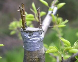 Зі щепленням за кору і початківець впорається