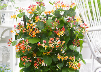 Жимолость декоративна — для вертикального озеленення