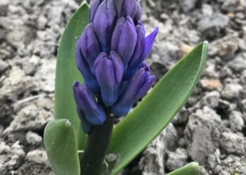 Квітконоси видаляють, а листя не чіпають