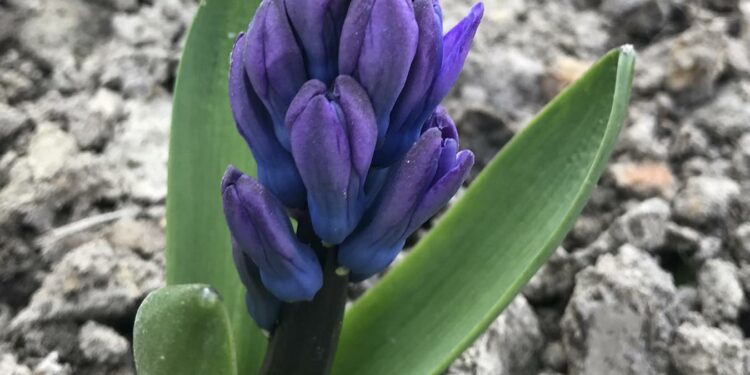 Квітконоси видаляють, а листя не чіпають