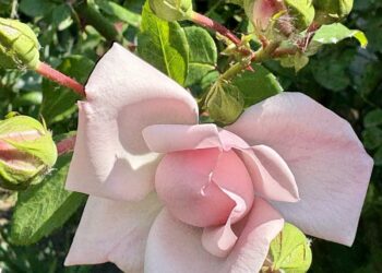 Десять помилок при посадці троянд