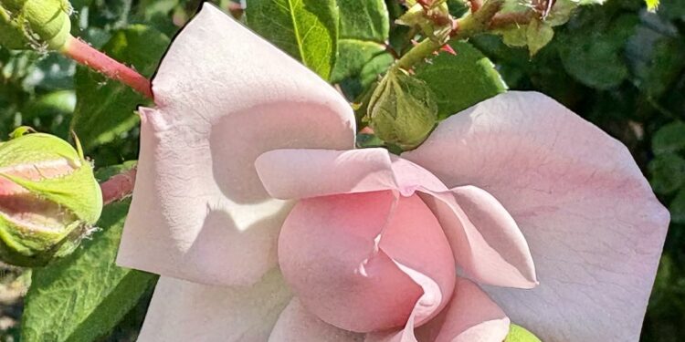 Десять помилок при посадці троянд