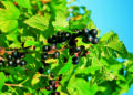 Вазони на «літніх канікулах»