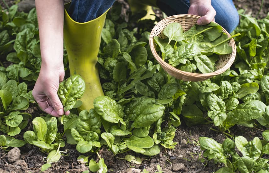 Свіжа зелень увесь сезон