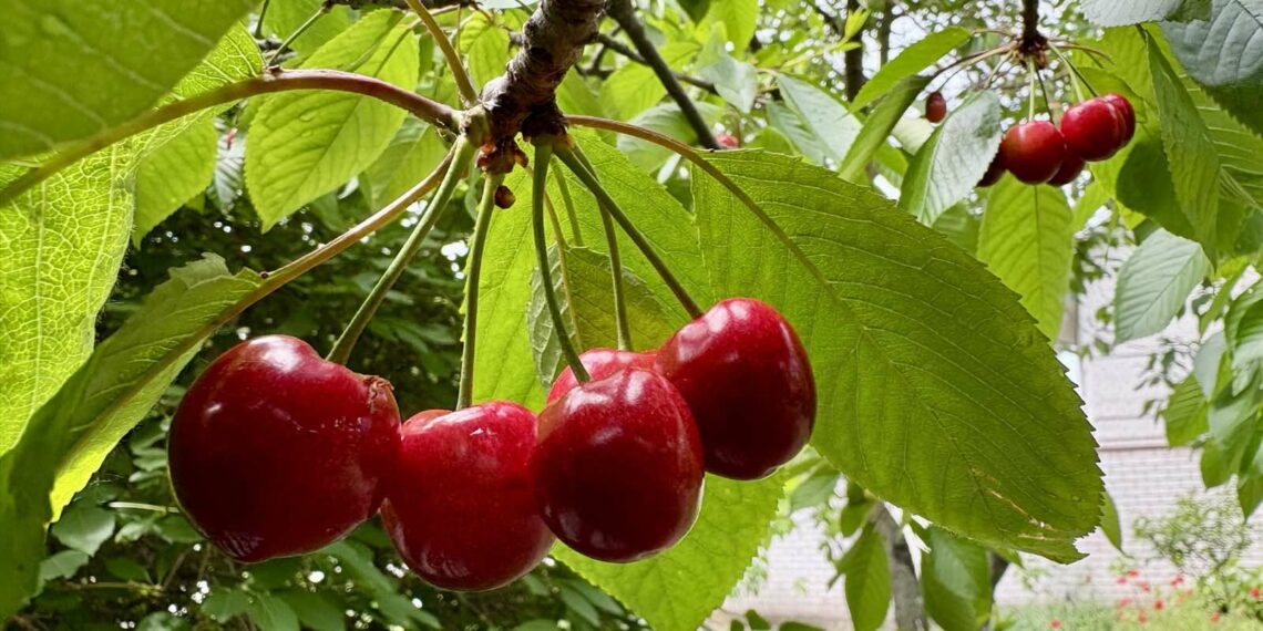 Кому вишеньки, кому черешеньки