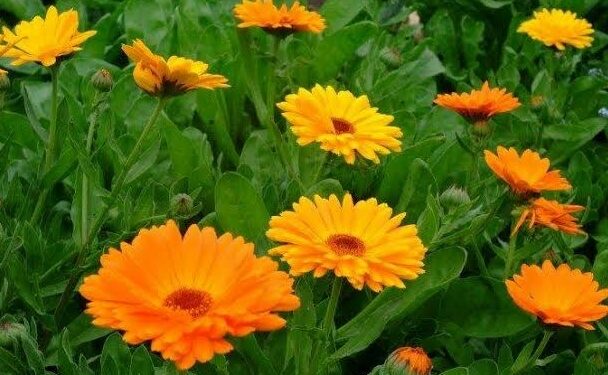 Корисні квіти на нашій клумбі