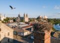 Символи міст українських: три лелеки, три чаплі