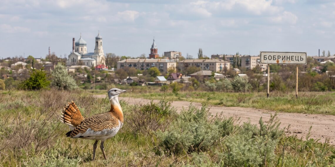 Символи міст українських: дрохва на гербі як знак гармонії духовного та матеріального