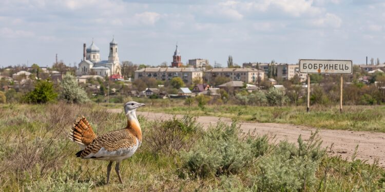 Символи міст українських: дрохва на гербі як знак гармонії духовного та матеріального