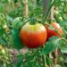 «Зелені плічка» на помідорах