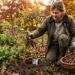 Цілющі корені заготовляють восени